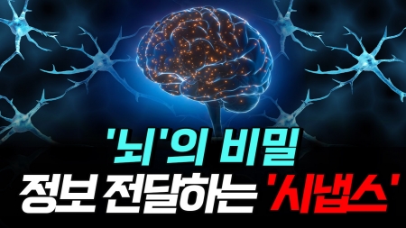 우리 뇌의 비밀, 정보 전달하는 시냅스