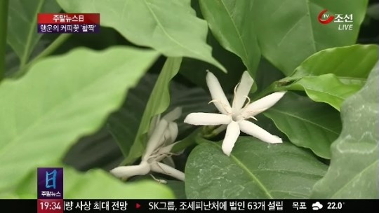 일년에 이틀만 피는 행운의 상징 커피 꽃