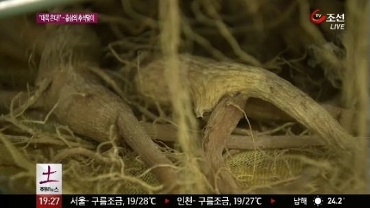 추석 인삼 수요 급증…홍삼공장 바쁘다 바빠