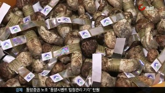폭염에 자연산 송이 흉년…가격 폭등