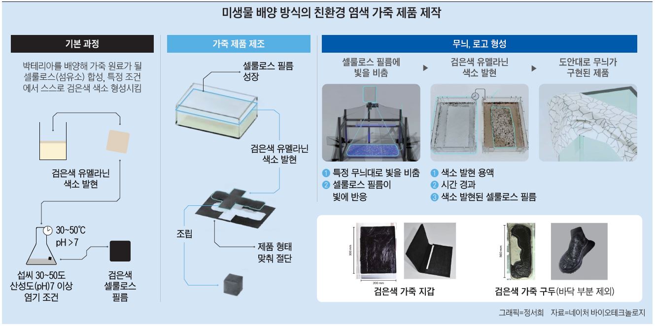 [이영완의 사이언스카페] 진정한 ‘비건 가죽’ | 미생물이 염색까지 해결…완전한 친환경 생물 공정 완성