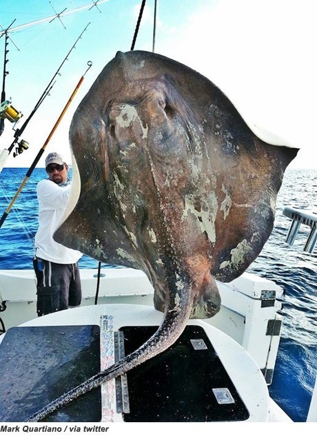 희귀 심해 가오리, 360kg 거대함...단언컨대 압도적 생물