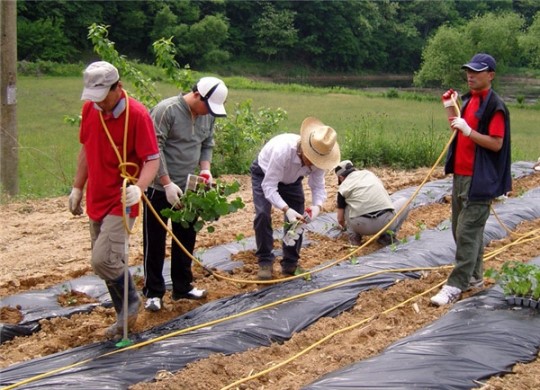 제천시 농촌 일손 돕기에 팔 걷어