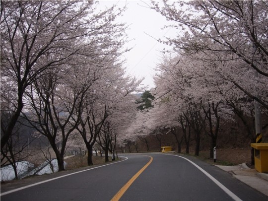 보은 하얀민들레마을, 청양 칠갑산산꽃마을에 가면…