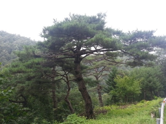 단양군, 명품 소나무 숲 5㏊ 조성 정비