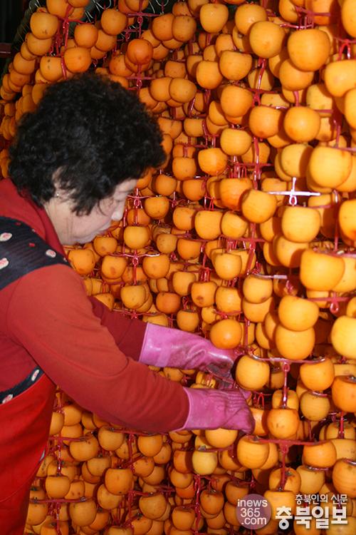 감의 고장 영동… 곶감 주렁주렁