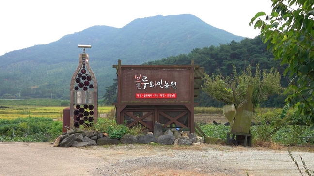 영동군SNS서포터즈 - 블루와인펜션농원