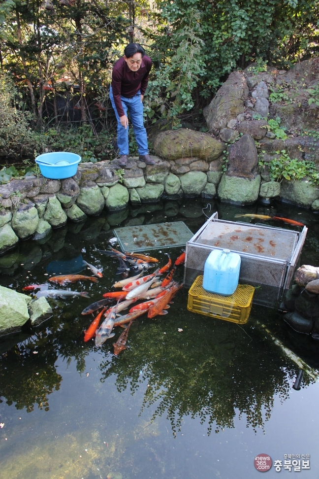 밤 되면 수달습격… 연못 비단잉어 수난