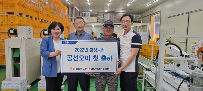 제천시 금성면 공선오이 첫 출하