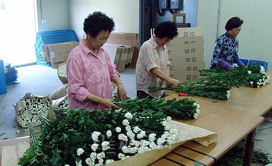 예산군, 국화 수출로 새로운 농가 소득원 창출