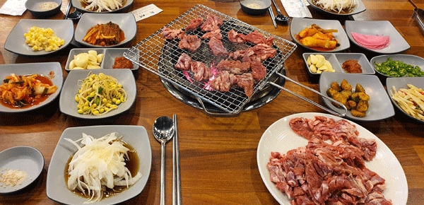 내포의 금오갈매기 대전에 상륙, 인기몰이