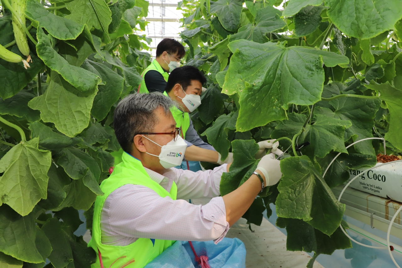 충남세종농협, 당진 스마트팜 농장 일손돕기 나서