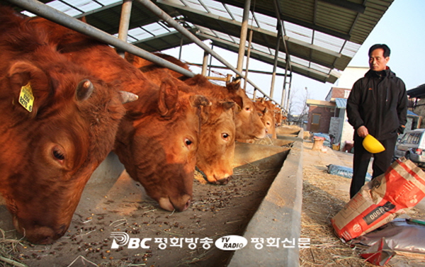 충북 보은서 또 구제역 확진…전국 5번째