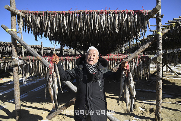 칼바람에 얼었다 녹았다… 하늘과 함께 빚은 금빛 ‘황태’