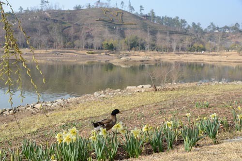순천만 정원서 망중한 즐기는 청둥오리