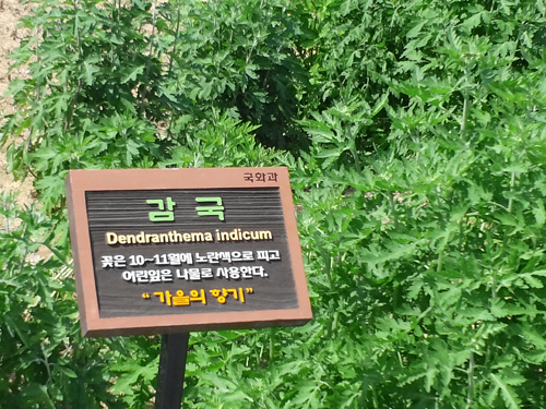 아시아문화전당 수목 표찰 “이탤릭체 왜 안썼나?”