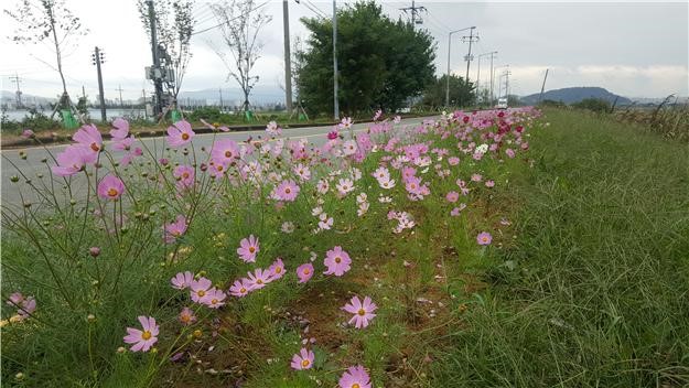 영산강 코스모스 꽃길 절정 속으로