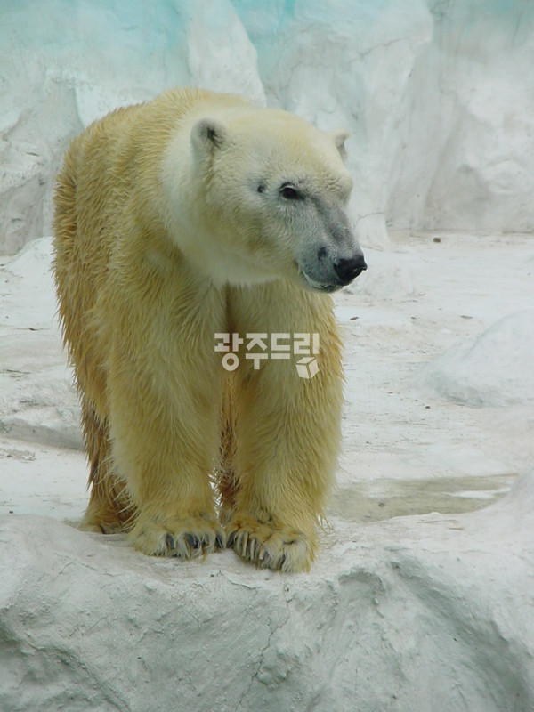 추워야 사는 백곰