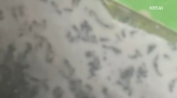 순대 비위생 논란 진성푸드 회장 참담한 심정으로 사죄