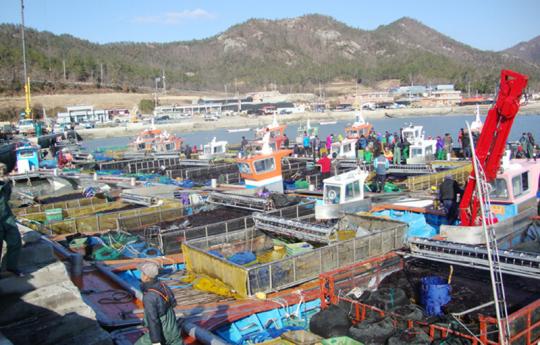 진도군 청년 수산인재 양식 취업지원 신청하세요