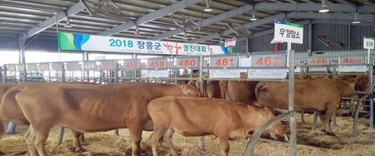 장흥군, 2018 한우 경진대회 개최 우수한우 선정