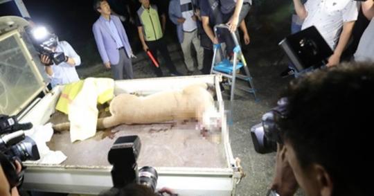 “감동적이다” 퓨마 사살 기사에 가장 주목받은 댓글