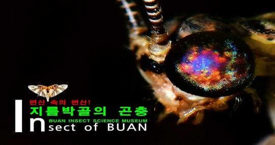 부안누에타운, 제14회 전문기획전 ‘변산 속의 변산! 지름박골의 곤충’ 개최