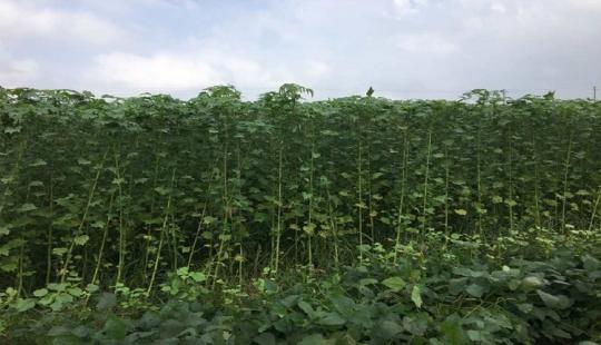 케나프야, 우리 학교 이산화탄소를 잡아줘!