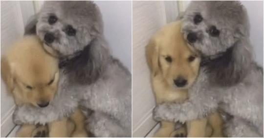 “혼내지 마세요…” 주인이 동생 혼내자 꼭 끌어안고 보호하는 댕댕이