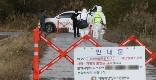 음성 오리농장서 또 고병원성 AI 발병
