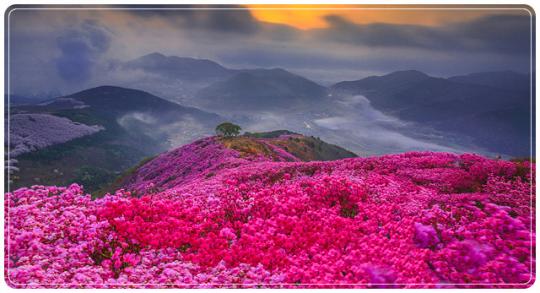 여수영취산진달래체험행사