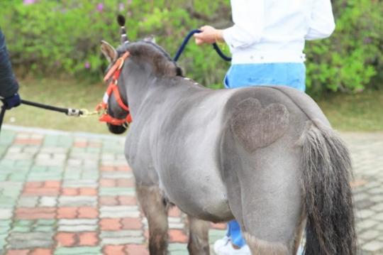 자연과 말과 함께하는 치유, 홀스테라피(Horse therapy)를 아시나요?