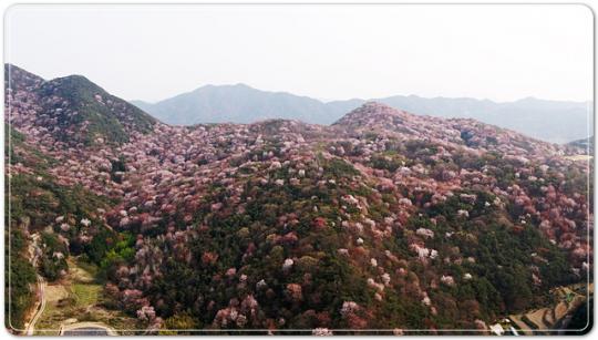 고비산 산 벚꽃축제