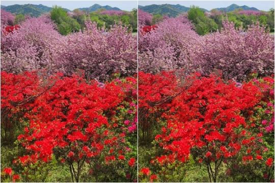 완산공원 꽃동산, 형형색색 봄꽃으로 만개