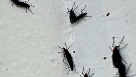 마침내 '천적' 나타났다?…러브버그 잡아먹는다는 뜻밖의 '동물' 정체
