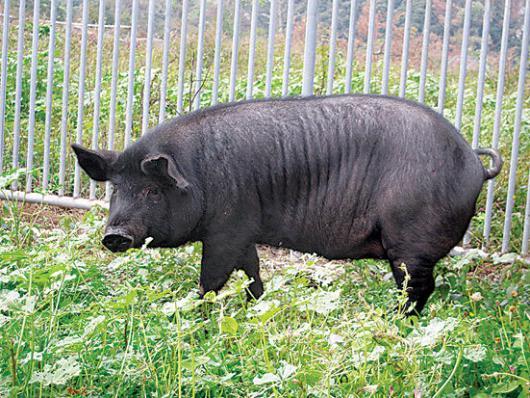 제주 흑돼지 맛 비결 유전자 돌연변이?