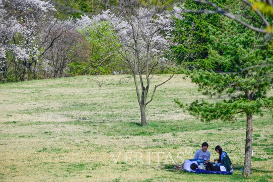 [포토] 포스텍 학생들, 폭풍의 언덕 나무 아래 휴식