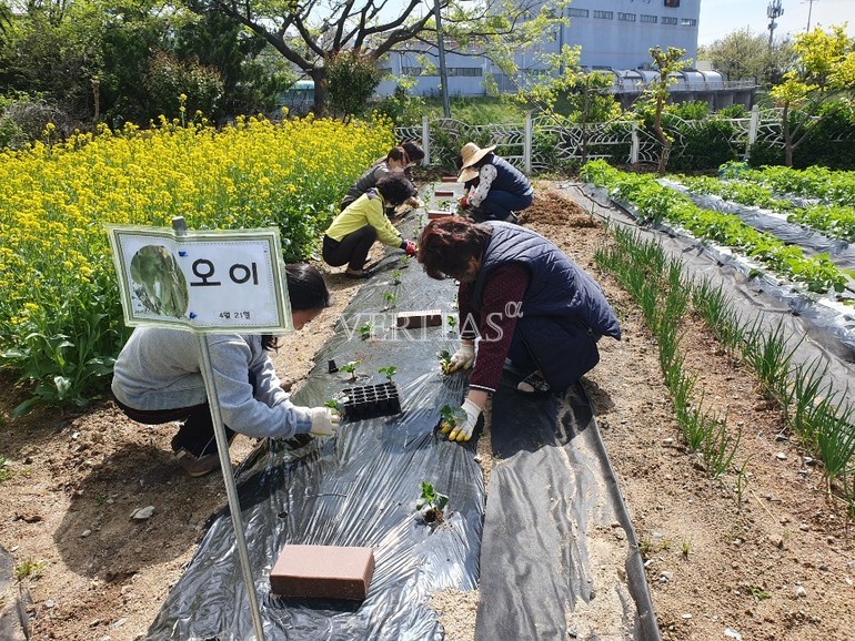 울산 내황유치원, 전 교직원들 함께한 텃밭 모종심기