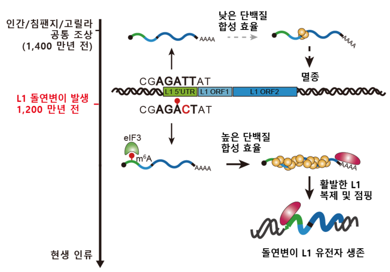 서울대 바이러스 점핑유전자에 의한 인류 진화 기전 규명