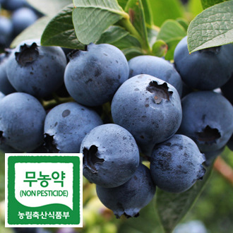 부안군, 블루베리 가공기술개발 구축