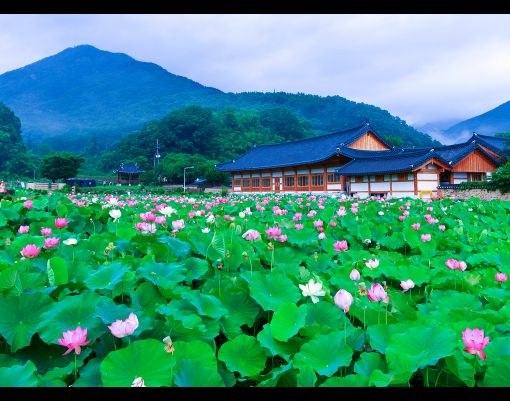 연꽃 명소, 완주 송광사