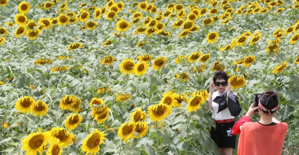 김제 죽산 들녘 해바라기 활짝