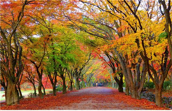 내장산국립공원, 11월 초순 단풍 절정 예상