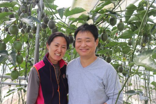 <귀농귀촌 기획> 고창서 백향과 재배하는 민관식·김희자 부부