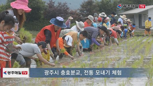 광주동초등학교 충효분교 전통 모내기 체험