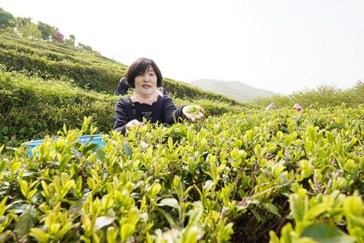 “초의선사 두륜산 녹차 만들러 오세요”