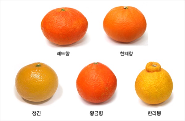 상큼달콤 귤 보관방법은? 비타민C 가득, 한라봉·황금향·천혜향·청귤 등 다양한 귤 종류