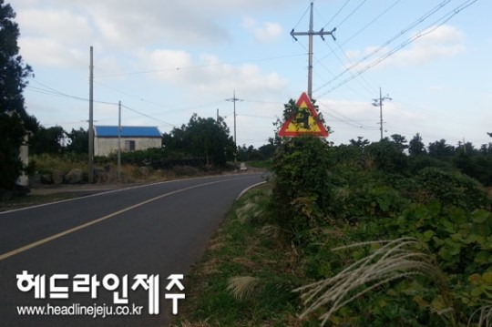 도로 위 못믿을 표지판....어디로 가라는 거야?