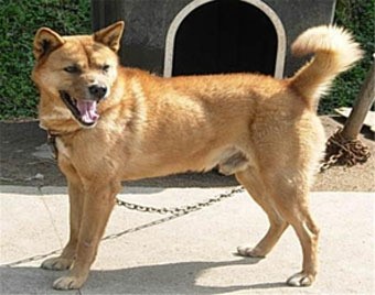 흑돼지 이어 제주토종 개(犬) 천연기념물 지정 추진