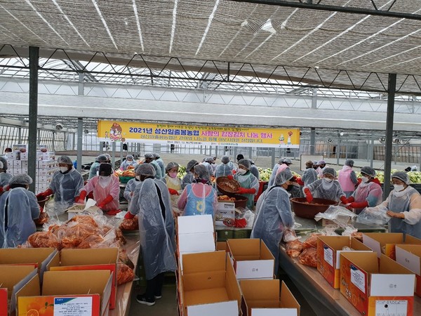 성산일출봉농협 사랑의 김치 나눔 행사  실시